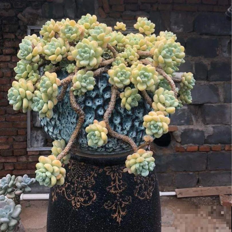 这花3年没浇水，却疯长得把盆撑爆，懒人福利啊！