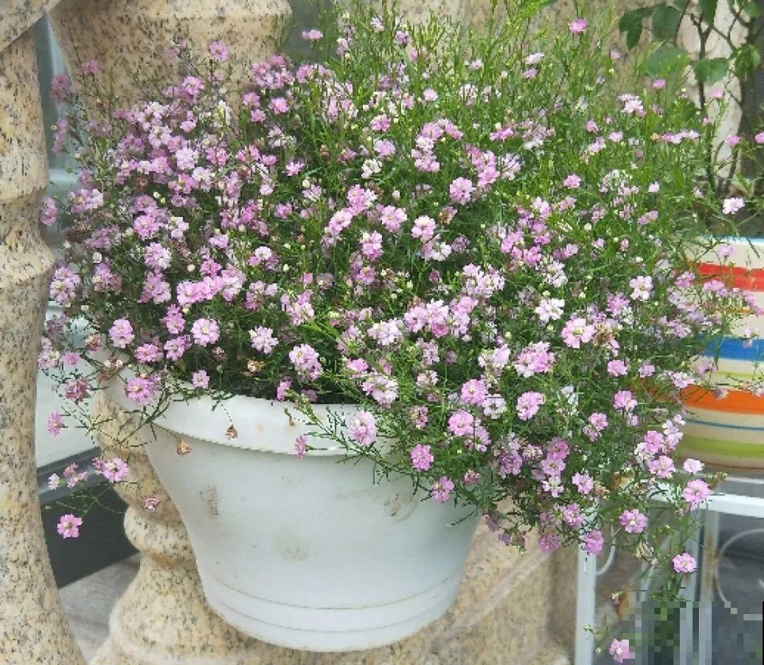 8种花是一次性的，开完就扔，别浪费时间！