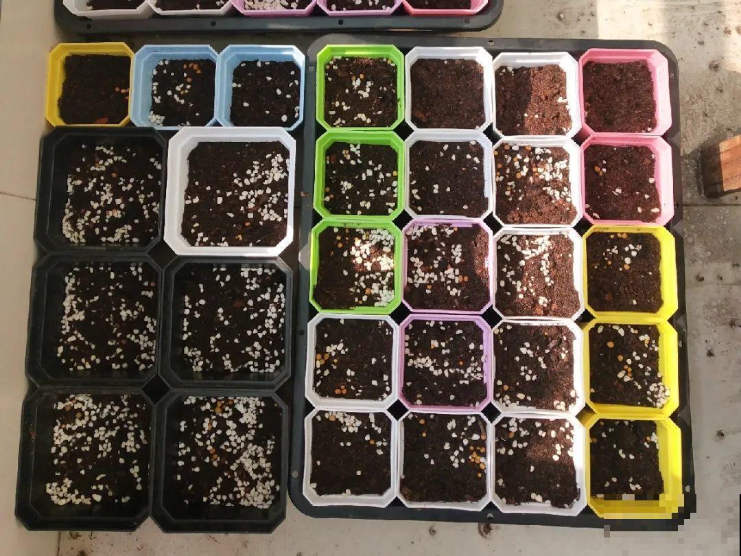 小阳台就养盆酢浆草,开花又爆又好看,多到家里堆不下 小阳台就养盆酢浆草,开花又爆又好看,多到家里堆不下