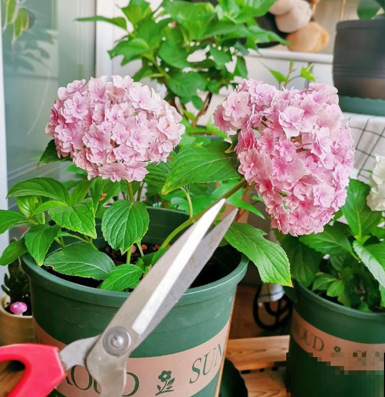 今日入伏,养花别做3件事,不然分分钟枯死! 今日入伏,养花别做3件事,不然分分钟枯死!