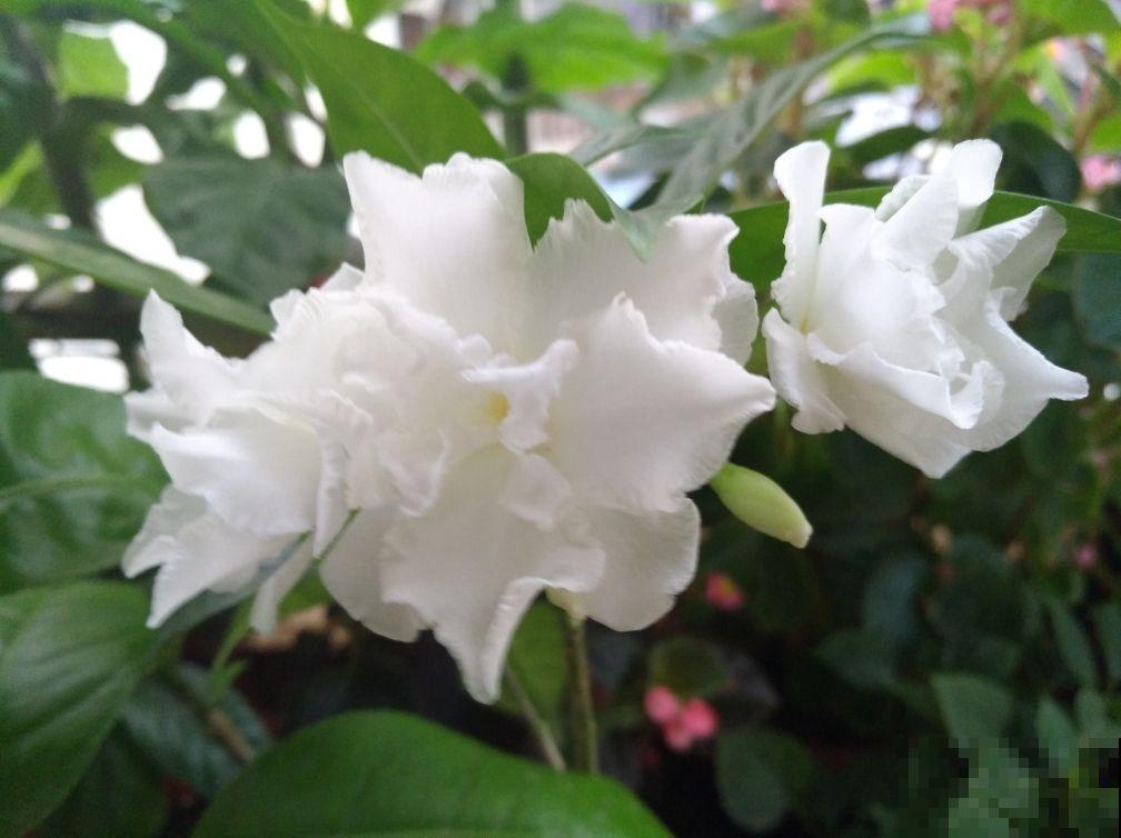 十二生肖花，每一种都代表一个属相，来看看你是哪一种