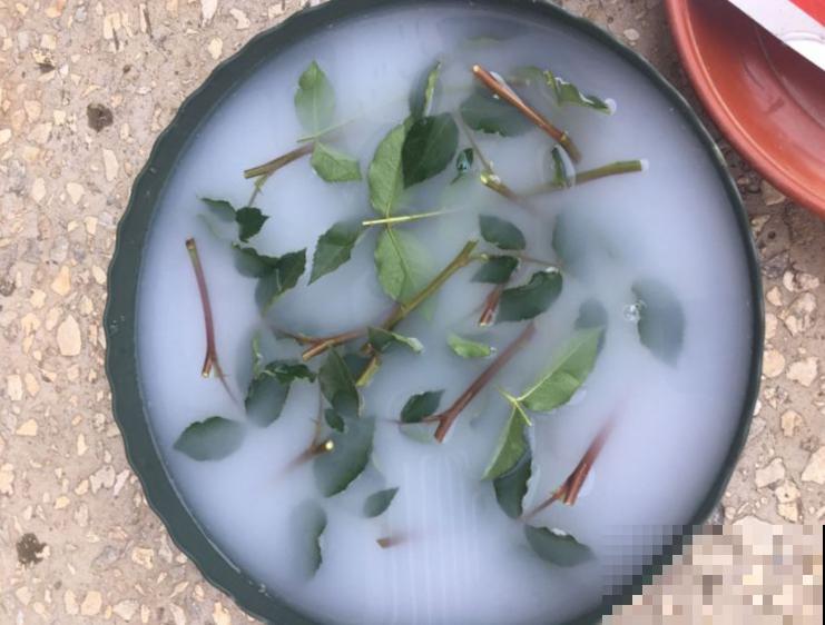 6种花扦插,杆子越粗越好活,根长成大扫把! 6种花扦插,杆子越粗越好活,根长成大扫把!