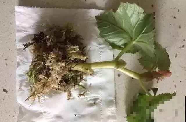 夏天的“必死花”，学会一个小妙招，度夏一盆也不死！