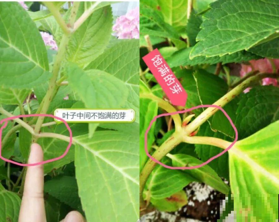 9种花,夏天剃个小平头,平平稳稳度夏天 9种花,夏天剃个小平头,平平稳稳度夏天