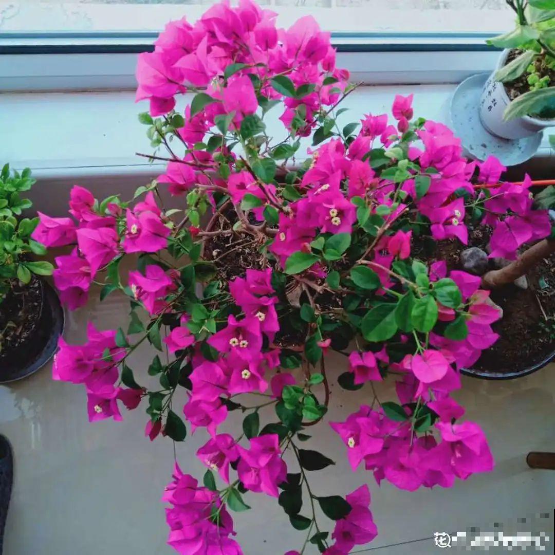周末去花市捡漏，这花竟然1块钱1棵，赶紧买！