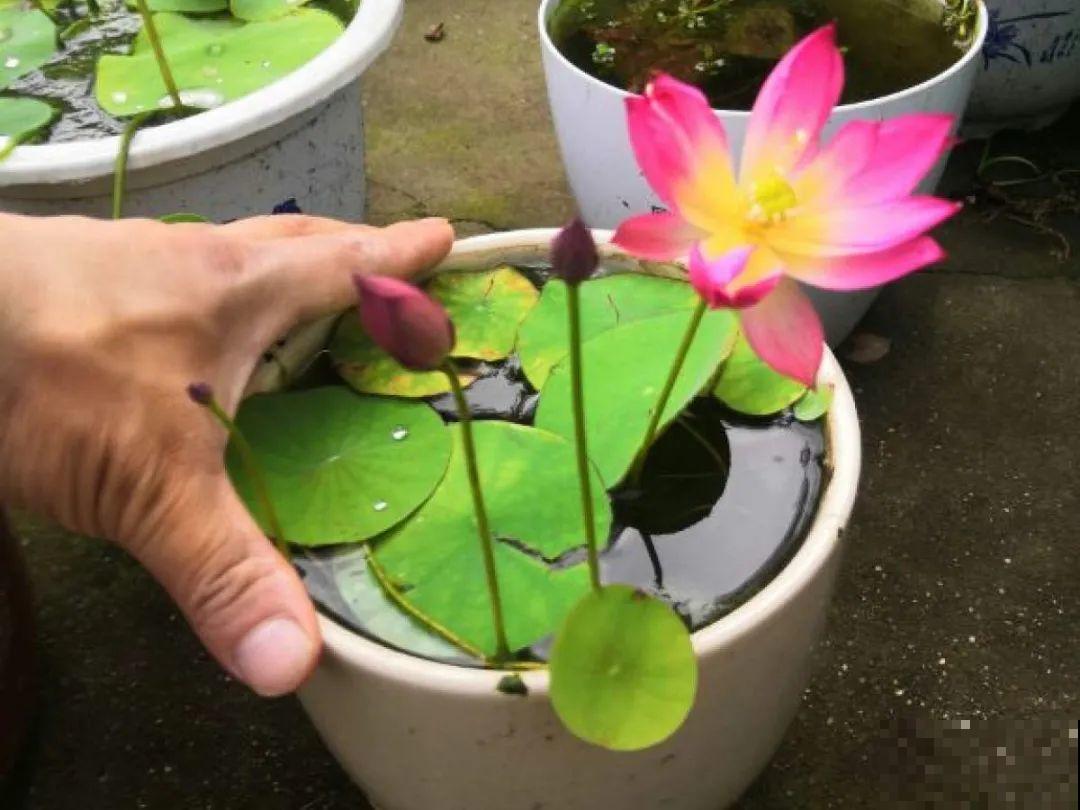 公认难养的20种花,养一盆死一盆,下次还敢买? 公认难养的20种花,养一盆死一盆,下次还敢买?