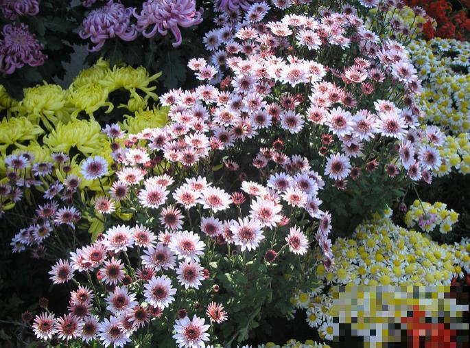 世界上品种最多的植物，没有之一，路边满大街都是！