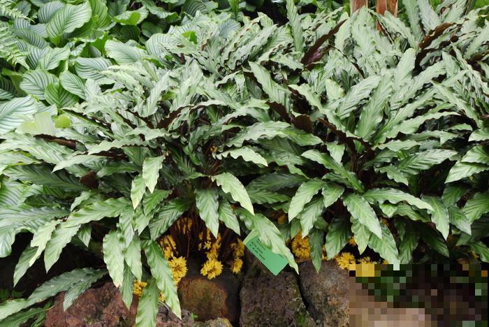 别养绿萝了,这种超级耐阴王,叶子比油画还美! 别养绿萝了,这种超级耐阴王,叶子比油画还美!