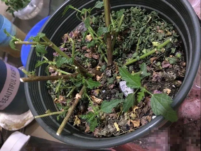 三角梅狠心剪一剪，花芽蹭蹭冒，开爆盆
