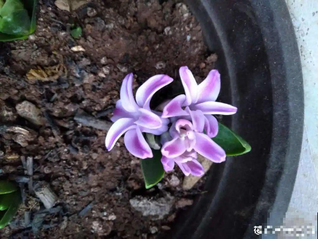 8种花是一次性的，开完就扔，别浪费时间！