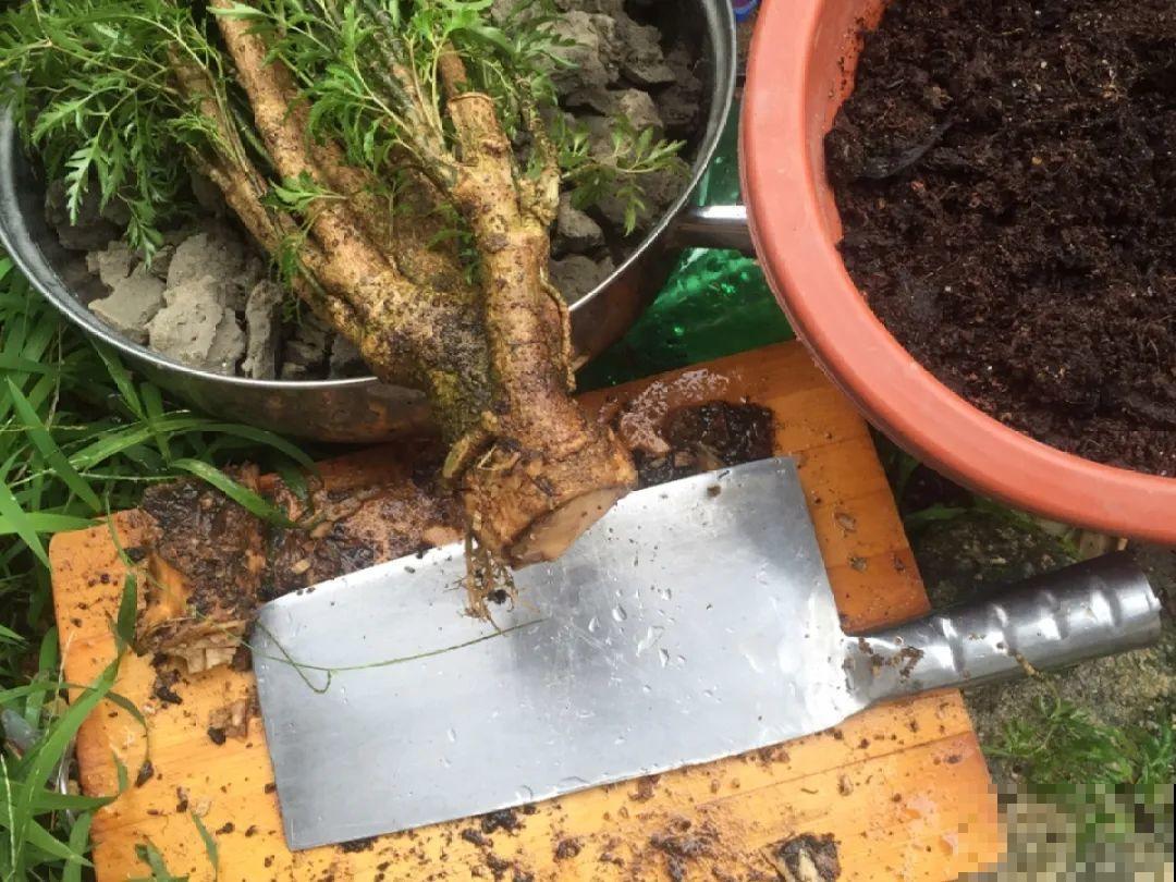 夏天换盆，一定要这么做，否则换完就死！