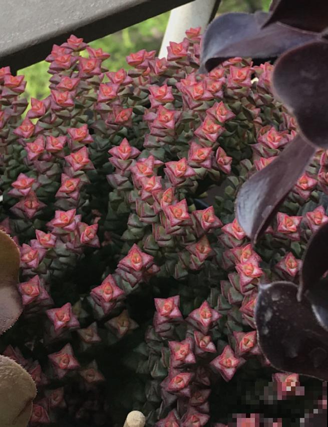 这种多肉,爆盆太可怕了,叶子多得往外溢! 这种多肉,爆盆太可怕了,叶子多得往外溢!