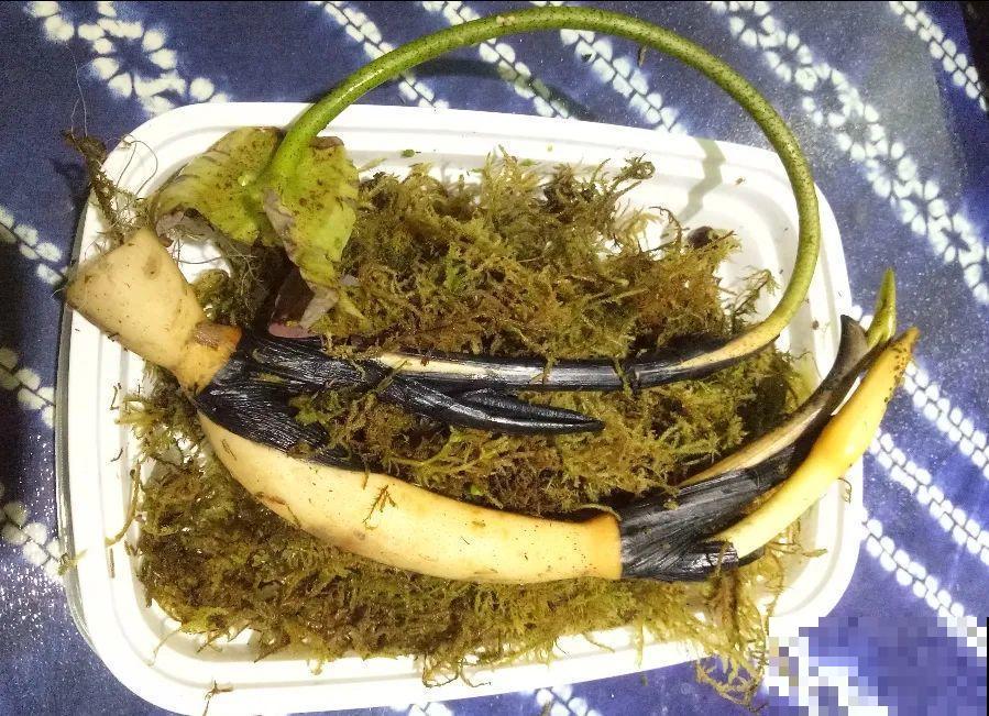 看到这些花,扭头就走,别买,谁买谁吃亏! 看到这些花,扭头就走,别买,谁买谁吃亏!