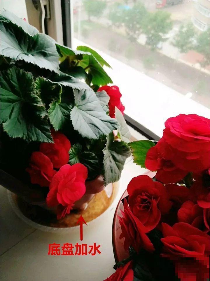 夏天的“必死花”，学会一个小妙招，度夏一盆也不死！