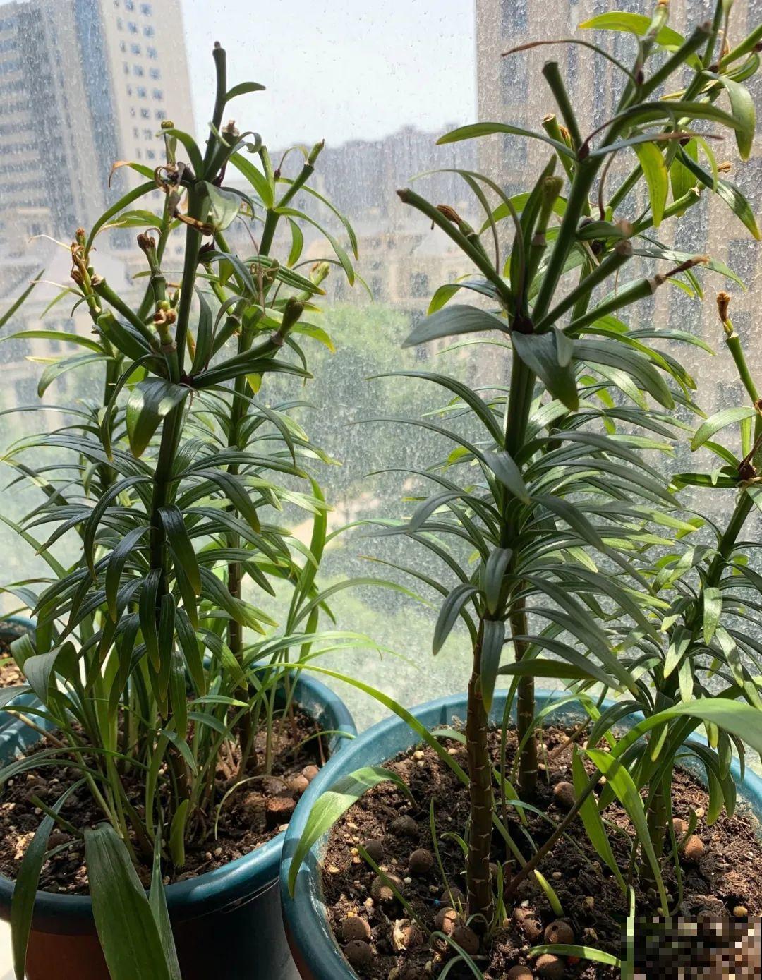 3种花,不要随便剪叶子,否则剪完不开花,亏了! 3种花,不要随便剪叶子,否则剪完不开花,亏了!