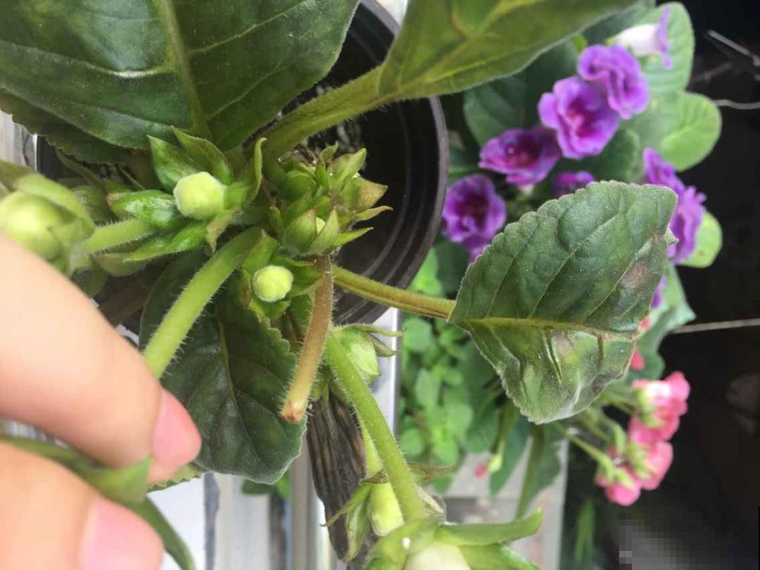 10种花,夏天怕淋雨,下雨赶紧搬进屋! 10种花,夏天怕淋雨,下雨赶紧搬进屋!