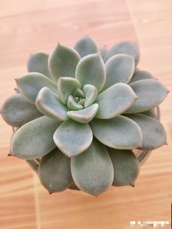 3种多肉黑腐王，夏天养最头疼，一不小心就死光