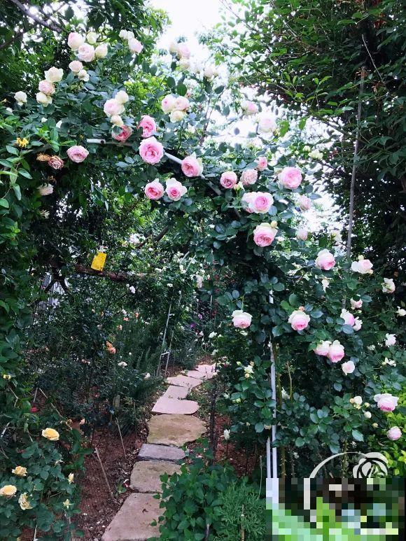 女儿辞职，回家养花，老爸说：15亩地，你负责养花，我负责蔬果！