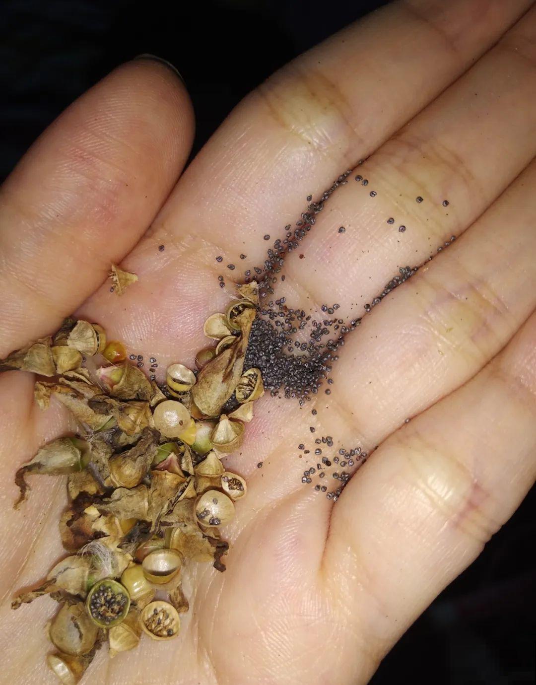 15种花繁殖力强，种子扔土里，呼呼冒出一大片