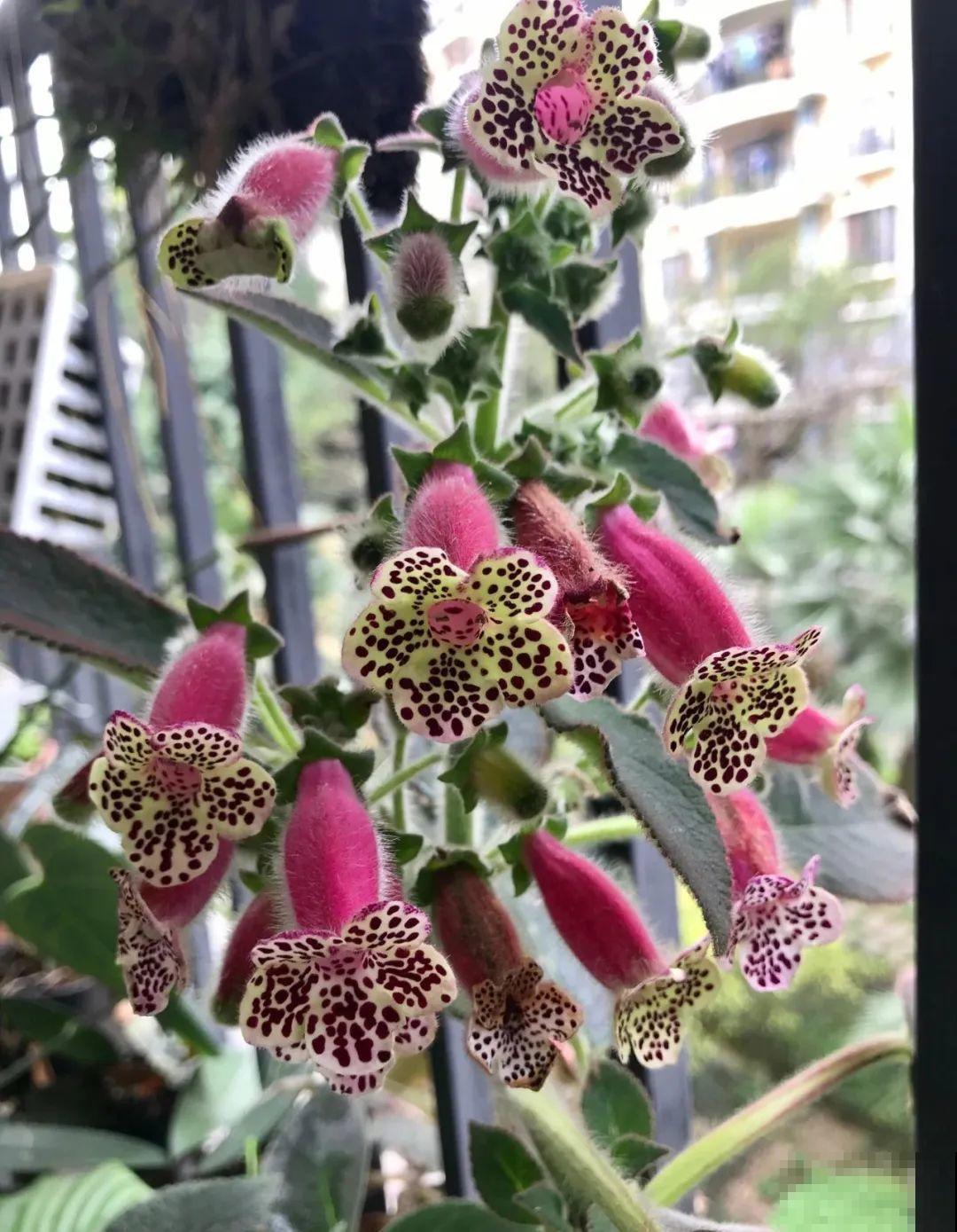 原来真的有花叫做“开花机器”，耐阴好养，一盆养不够