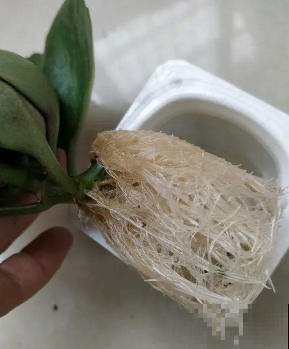 红掌喜欢纯水养，根长成人参，养10年都行！