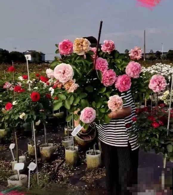 女儿辞职，回家养花，老爸说：15亩地，你负责养花，我负责蔬果！