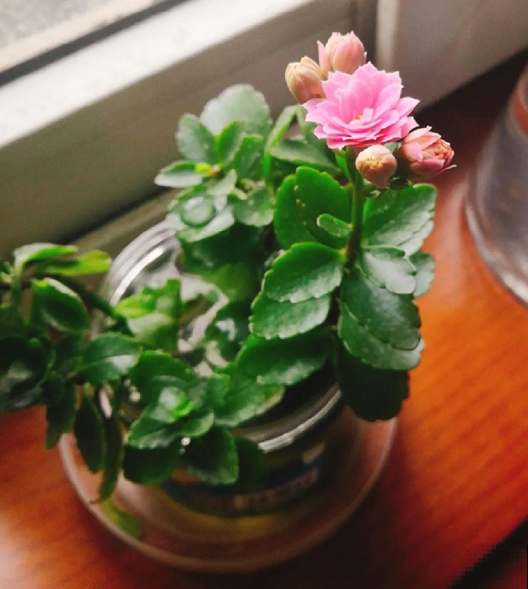 红掌喜欢纯水养，根长成人参，养10年都行！