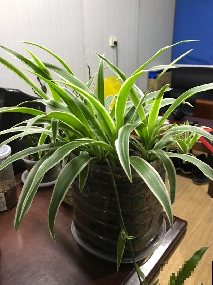 两种花组合在一起，净化空气效果好，居家养花必备