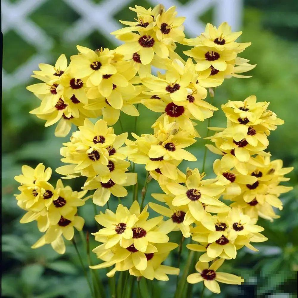 2块钱一盆的花,竟然开出一大片,谁不买亏大了! 2块钱一盆的花,竟然开出一大片,谁不买亏大了!