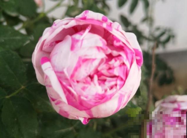 这些花,名字真让人尴尬,一读出来都没法听! 这些花,名字真让人尴尬,一读出来都没法听!