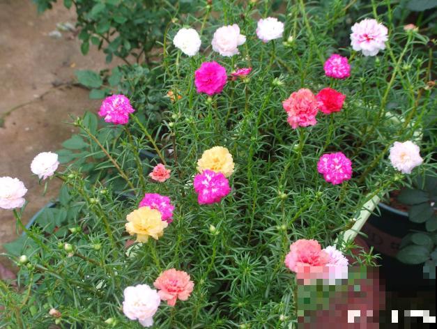 3种花要贱养，盆越小、开花越多，放大盆里容易死！