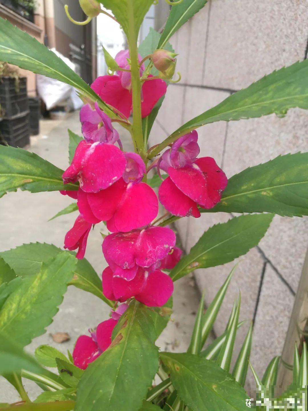 有些花爱爆炸,炸出不少黑豆豆,现在采收要注意! 有些花爱爆炸,炸出不少黑豆豆,现在采收要注意!