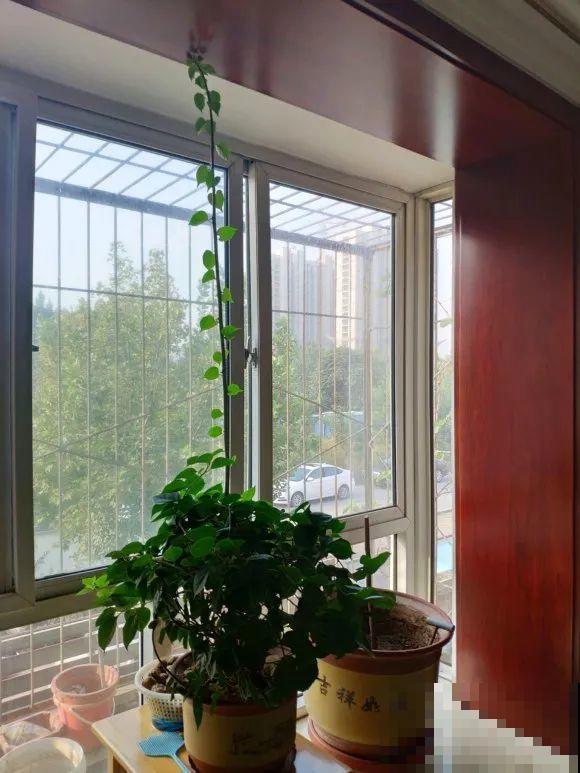 5种花不能长太高，一长高就砍，否则再也不开花！