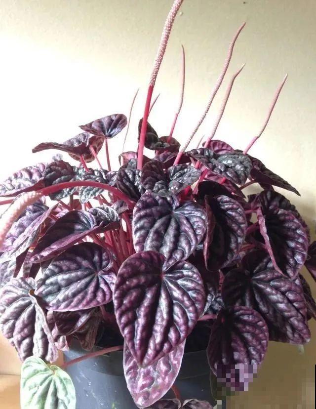 12种花，堪称“耐阴王”，比绿萝好看一万倍！