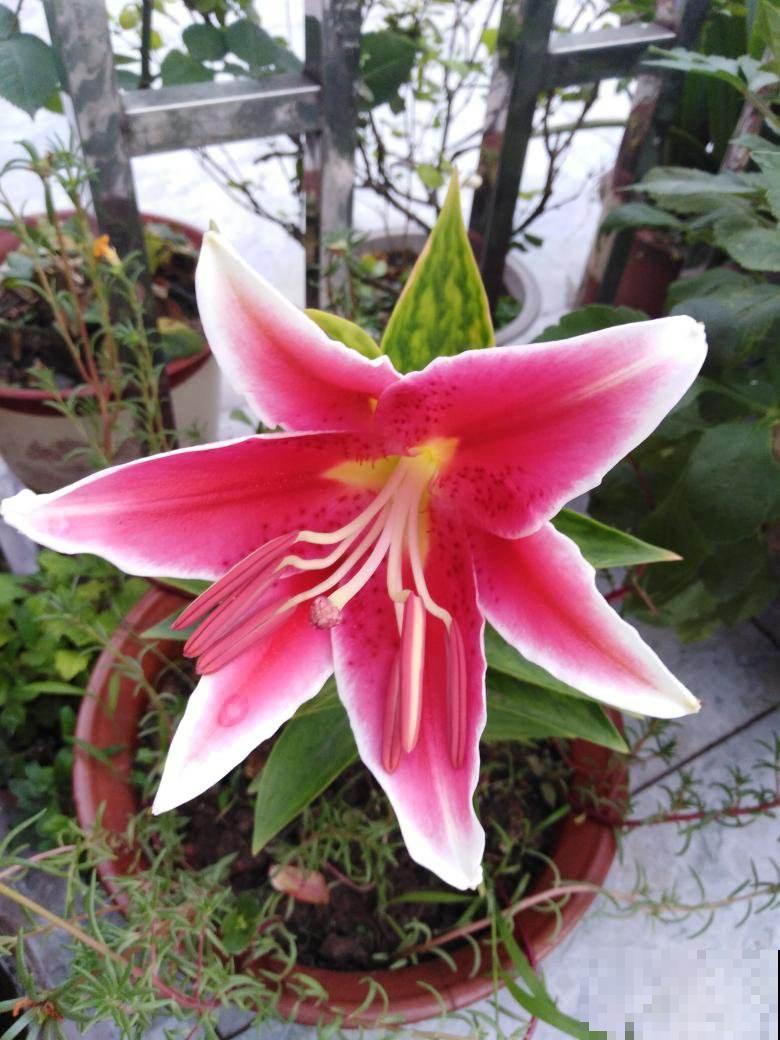 卧室禁养的4种花，养一盆就头晕，赶紧搬走