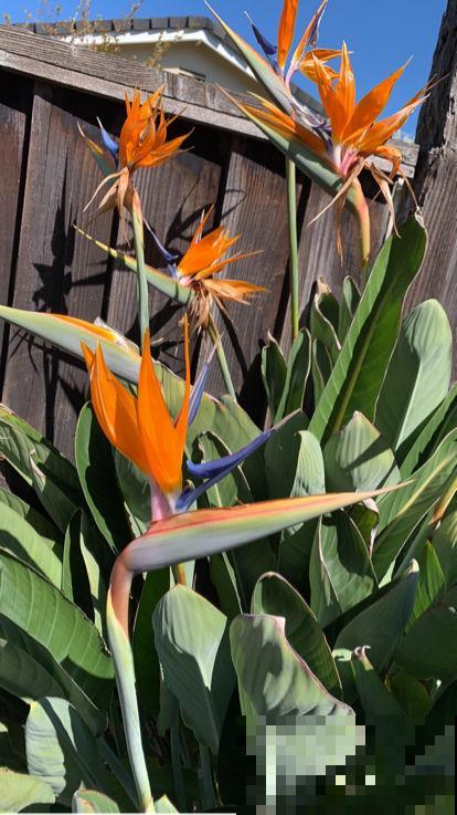 君子兰的大白根，就得喂点花生才长得更好，根系粗得像萝卜