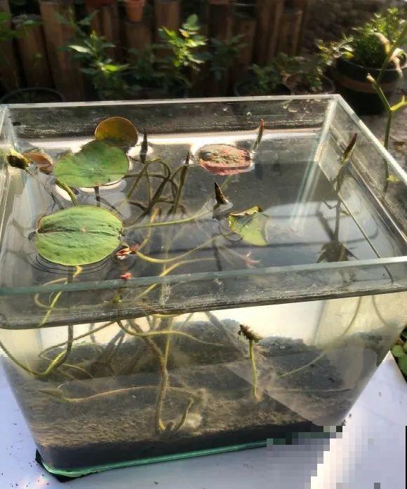 看到这些花,扭头就走,别买,谁买谁吃亏! 看到这些花,扭头就走,别买,谁买谁吃亏!