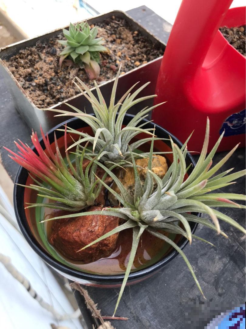 绿萝吊兰养腻了，5种奇花，养过1种就厉害了