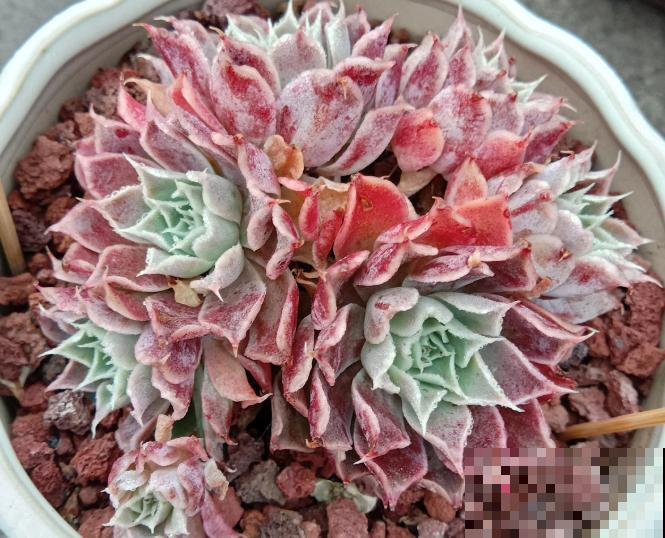 养了5年多肉,从小白变成大神,这些经验送你了! 养了5年多肉,从小白变成大神,这些经验送你了!