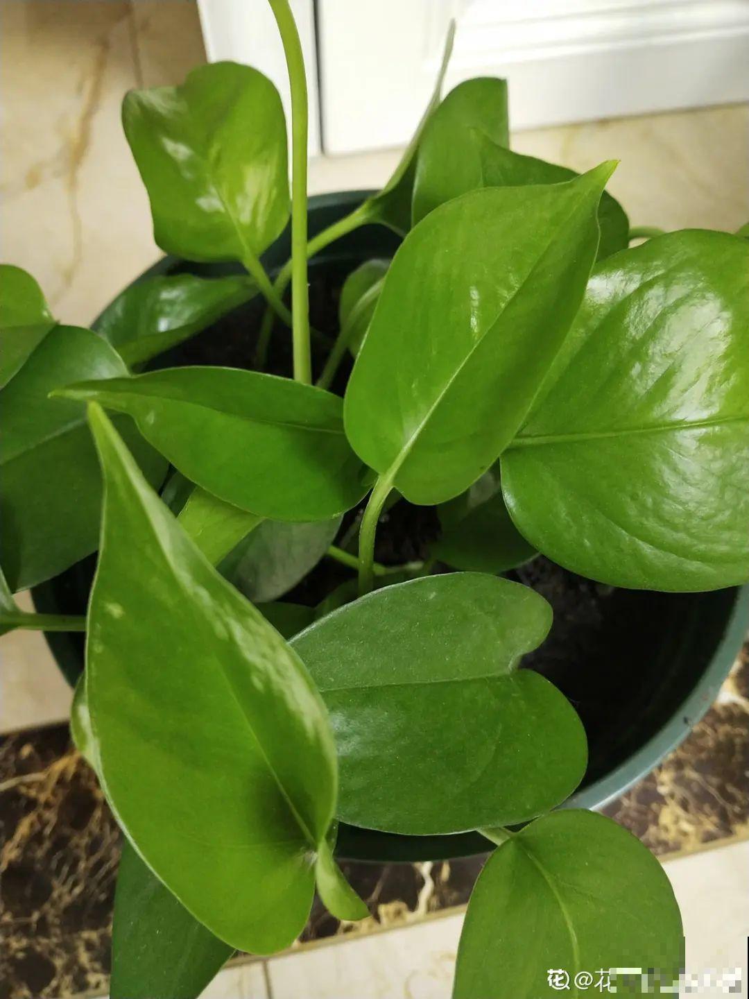 栀子、茉莉原来有5个品种,一个比一个香,叶子带花纹的更值钱! 栀子、茉莉原来有5个品种,一个比一个香,叶子带花纹的更值钱!