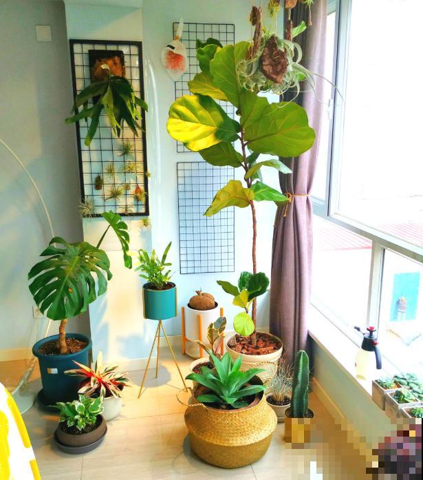 家里摆这3种花，气质好、有格调，客人来了都夸好！