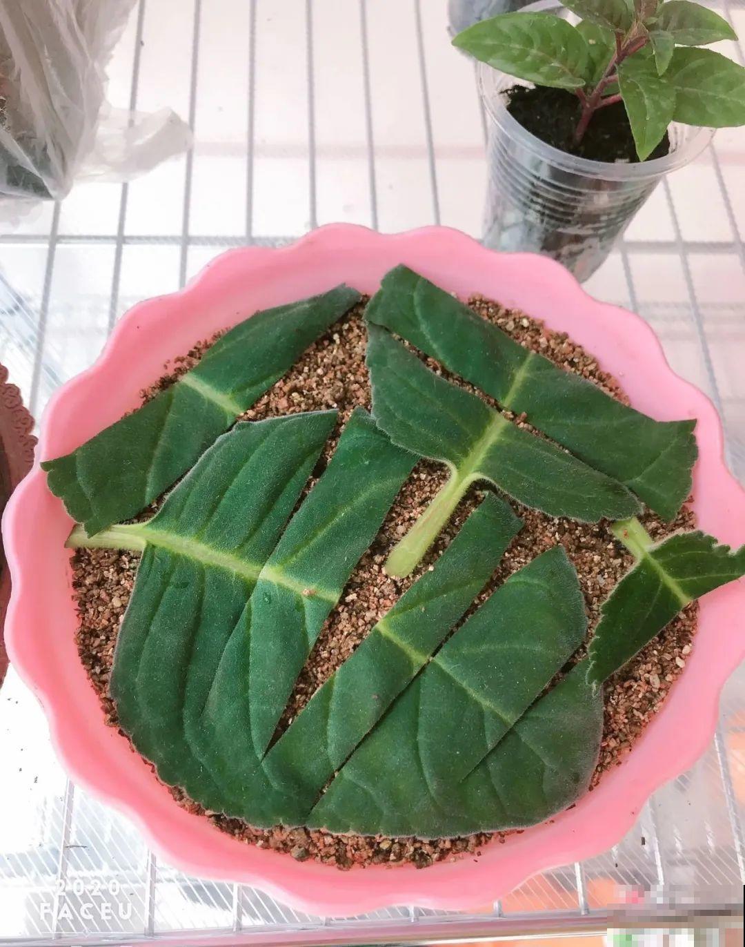 养花要狠得下心,枝条剁八段,呼呼长成新盆栽 养花要狠得下心,枝条剁八段,呼呼长成新盆栽