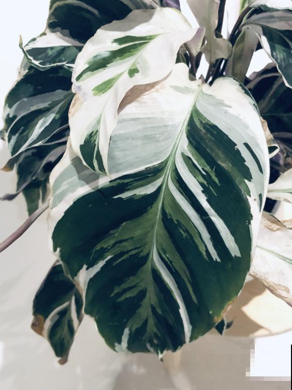 别养绿萝了,这种超级耐阴王,叶子比油画还美! 别养绿萝了,这种超级耐阴王,叶子比油画还美!