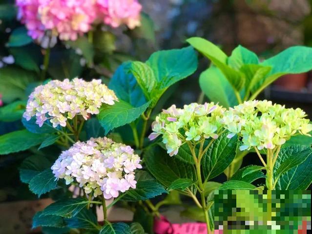 绣球老了不开花,这么养,老桩爆开上千朵花! 绣球老了不开花,这么养,老桩爆开上千朵花!