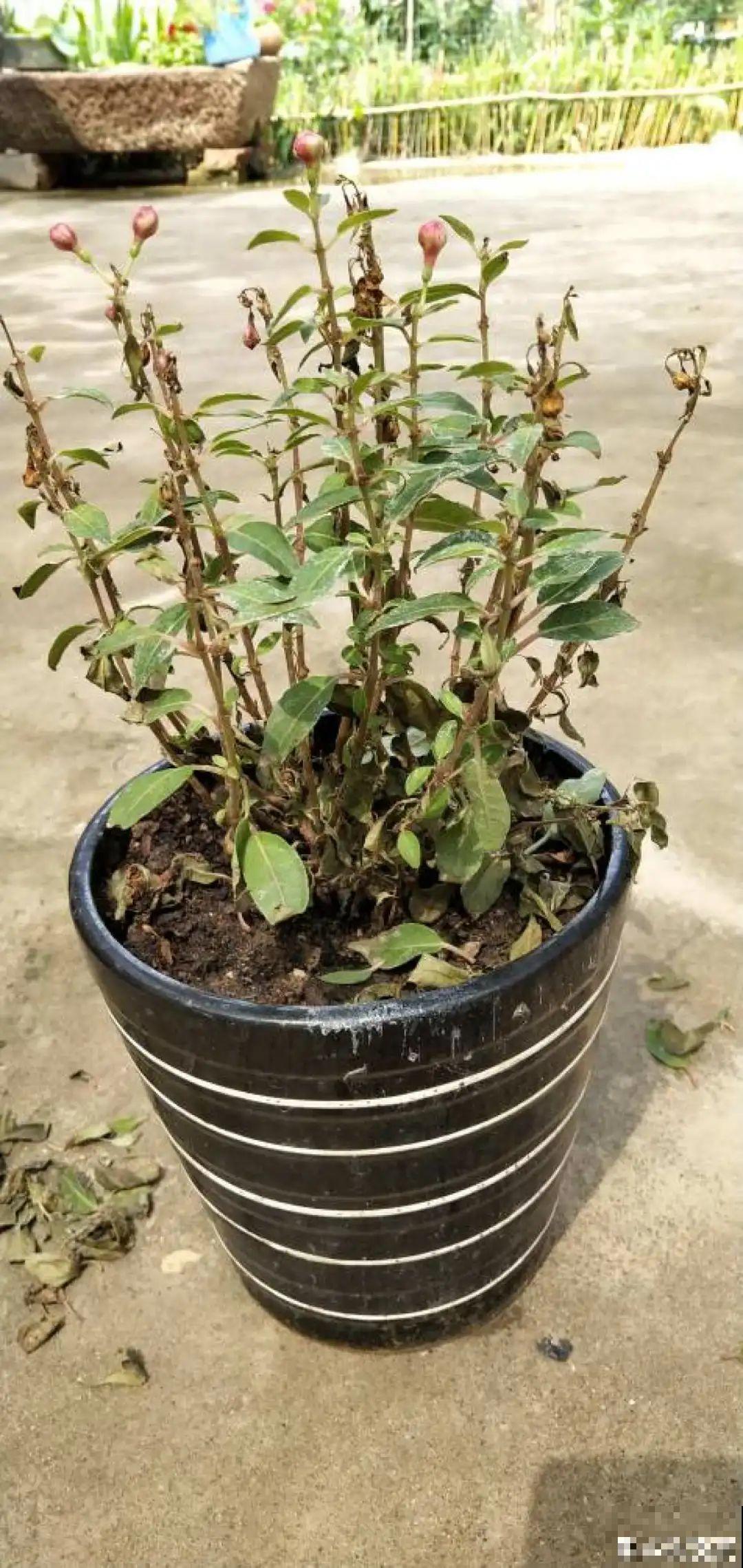 9种花,夏天剃个小平头,平平稳稳度夏天 9种花,夏天剃个小平头,平平稳稳度夏天