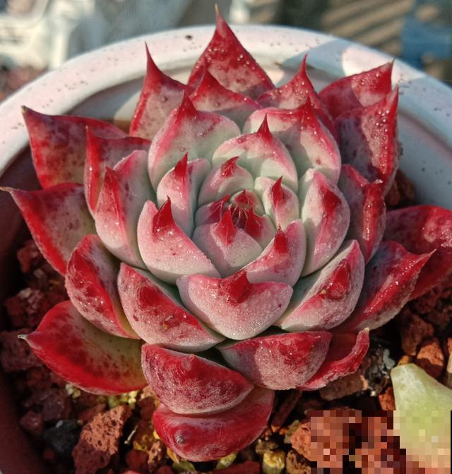 养了5年多肉，从小白变成大神，这些经验送你了！