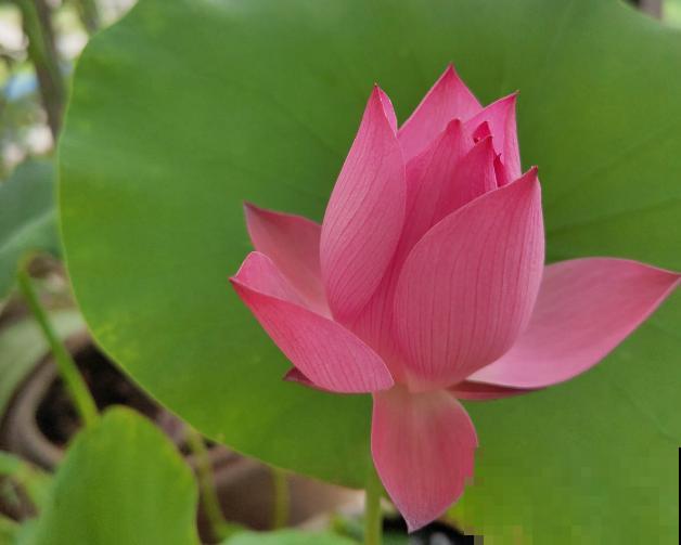 夏天最美的水生花,一个小盆就能养,越晒越好看! 夏天最美的水生花,一个小盆就能养,越晒越好看!