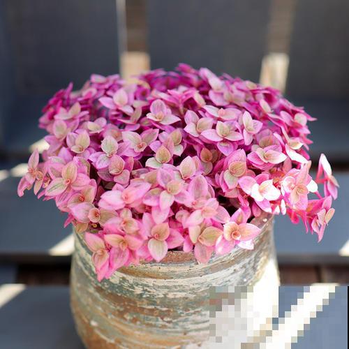 5种冷门花，今年特别流行，从种下到开花只用2个月！