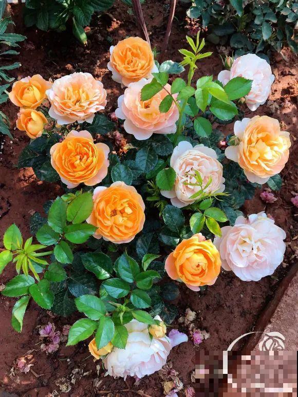 女儿辞职，回家养花，老爸说：15亩地，你负责养花，我负责蔬果！