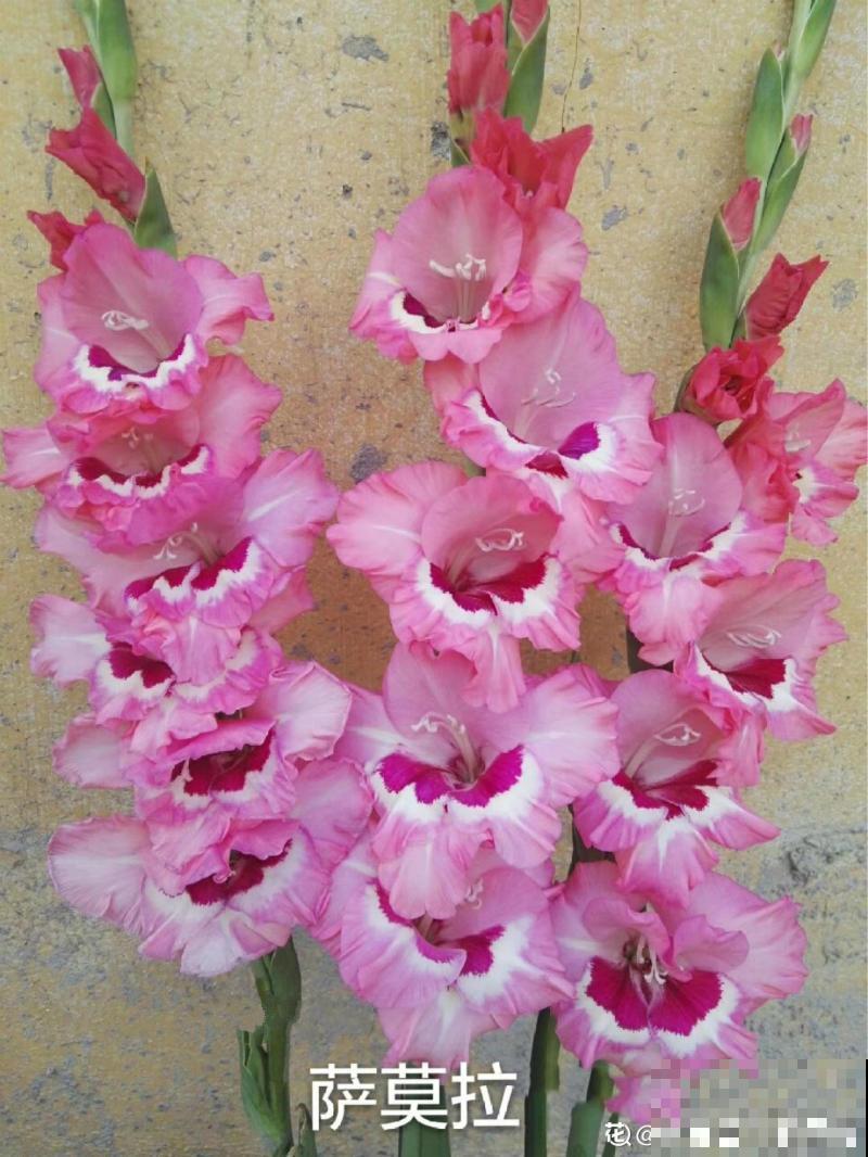 大门口种一丛它，开花一串几十朵，邻居天天跑来看！